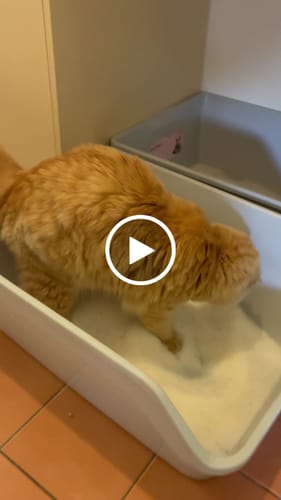 Customer video review of Fit Litter PLUS - 3 month supply - 4 cat