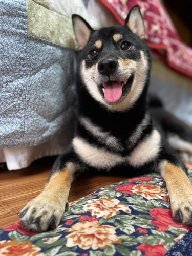 Customer photo review of FunFunPet 高機能ハーネス（お名前タグ作成サービス付き）