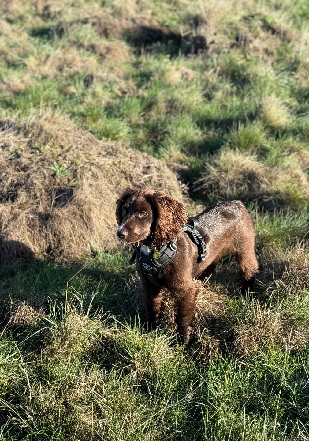 Customer photo review of Trail & Glow Tweed Dog Harness - Forest Tweed