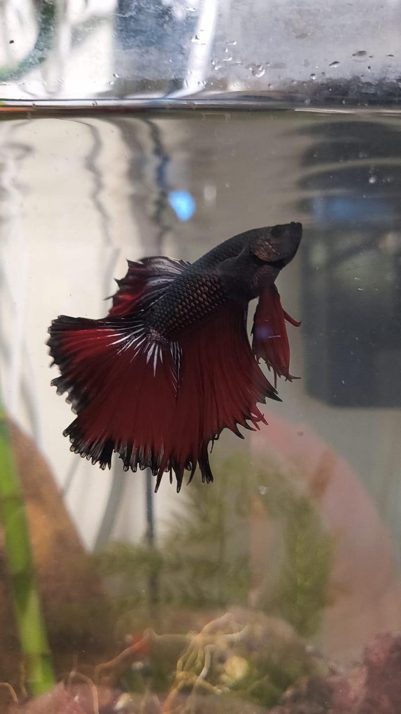Customer photo review of Red Copper Halfmoon Male Betta Fish