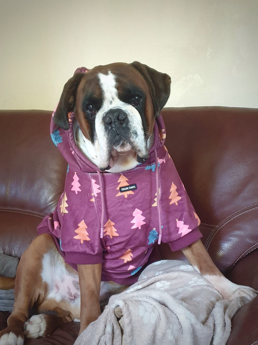 Customer photo review of Christmas Dog Hoodie - Candy Trees