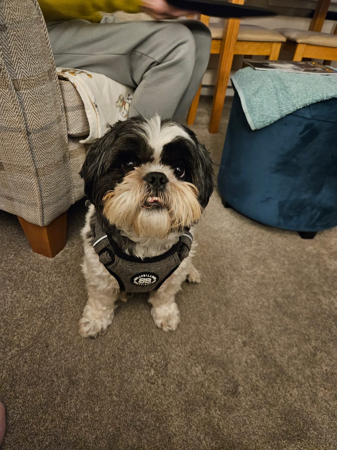 Customer photo review of Premium Comfort Herringbone Harness | Non Restrictive - Stone Grey