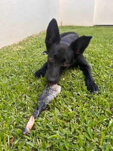 Customer photo review of Salmon Skin Twists