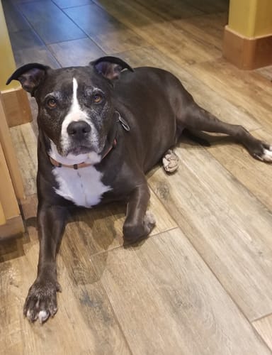 Customer photo review of Petsmont Buddy Guard Medium Dog