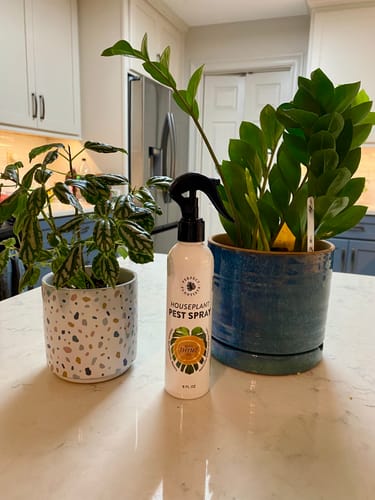 Customer photo review of Houseplant Pest Spray