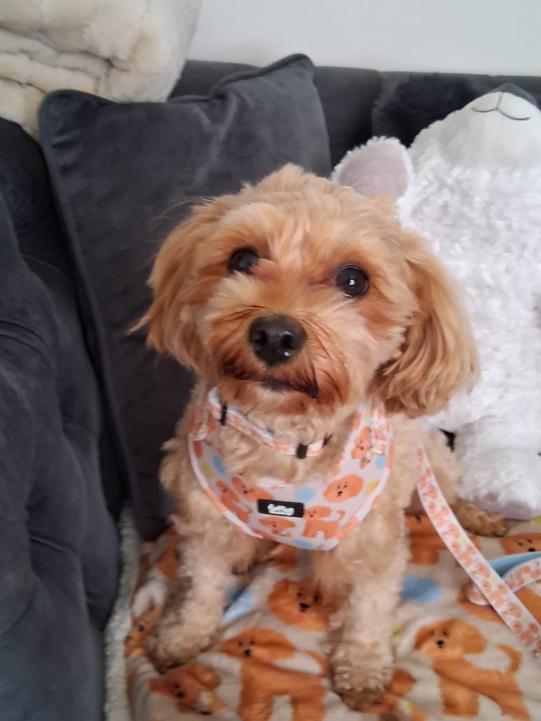 Customer photo review of Adjustable Dog Harness - Curly Club Collection