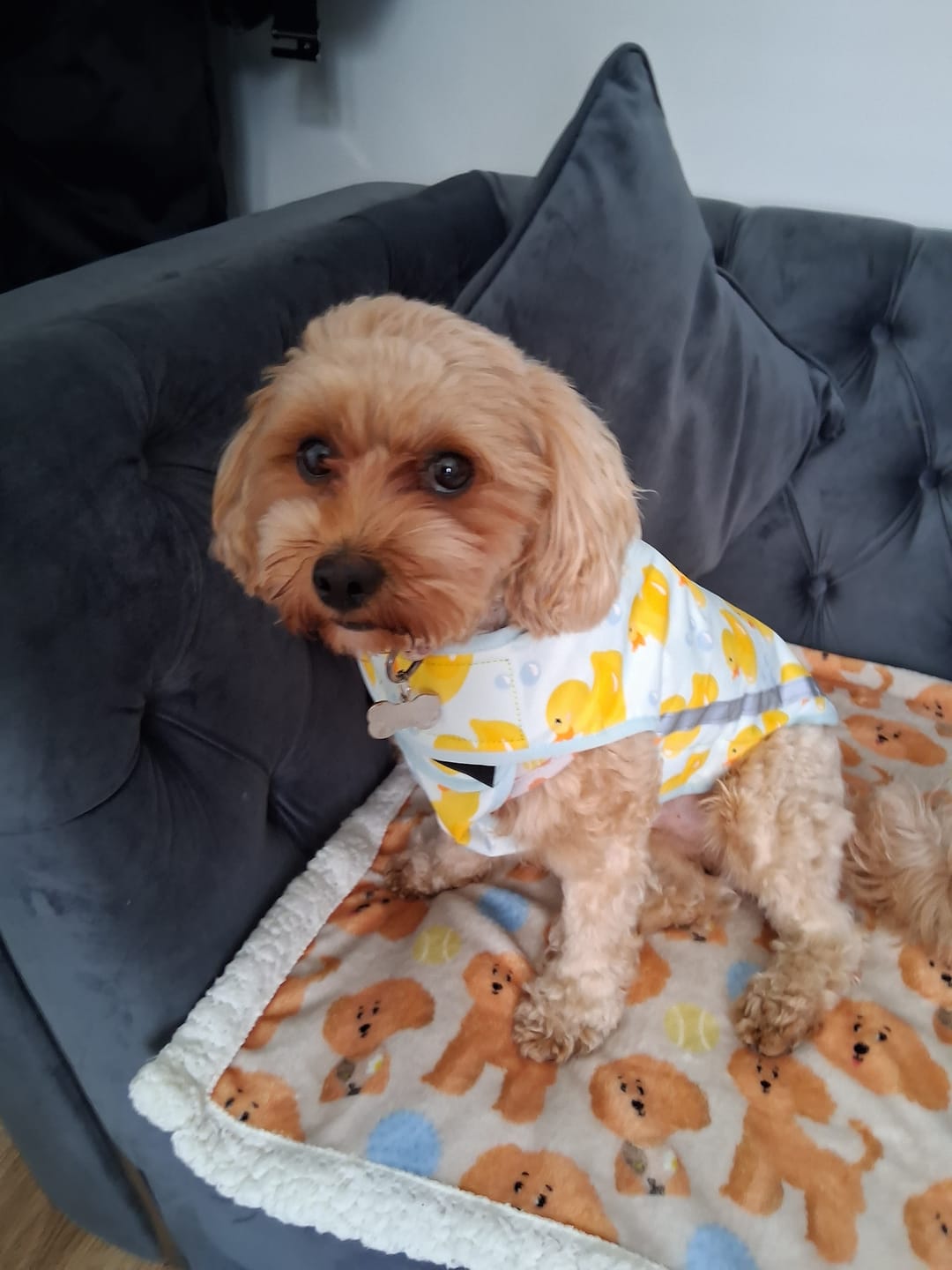 Customer photo review of Rain Jacket - You Quack Me Up!