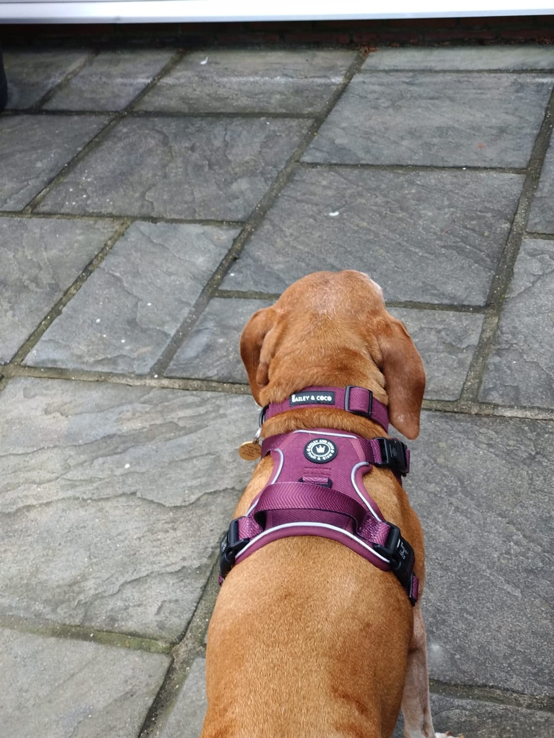 Customer photo review of Adjustable Collar - Mulberry Tweed
