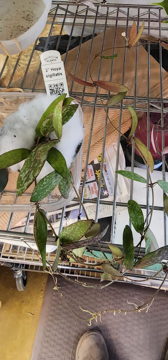 Customer photo review of Hoya sigillatis