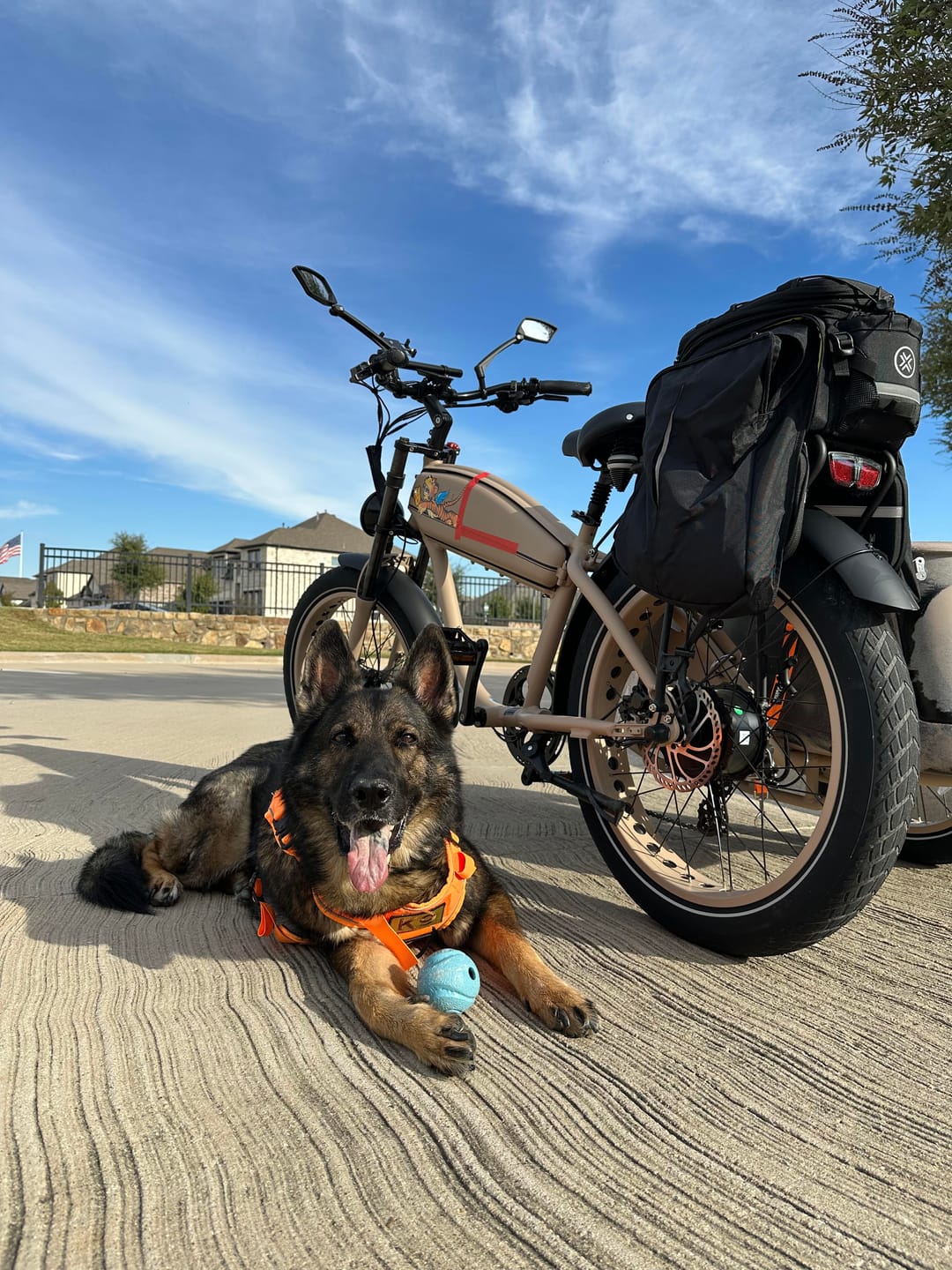 Customer photo review of Metal-Buckle Tactical K9 Dog Collar With Hook & Loop Panel & Top Handle