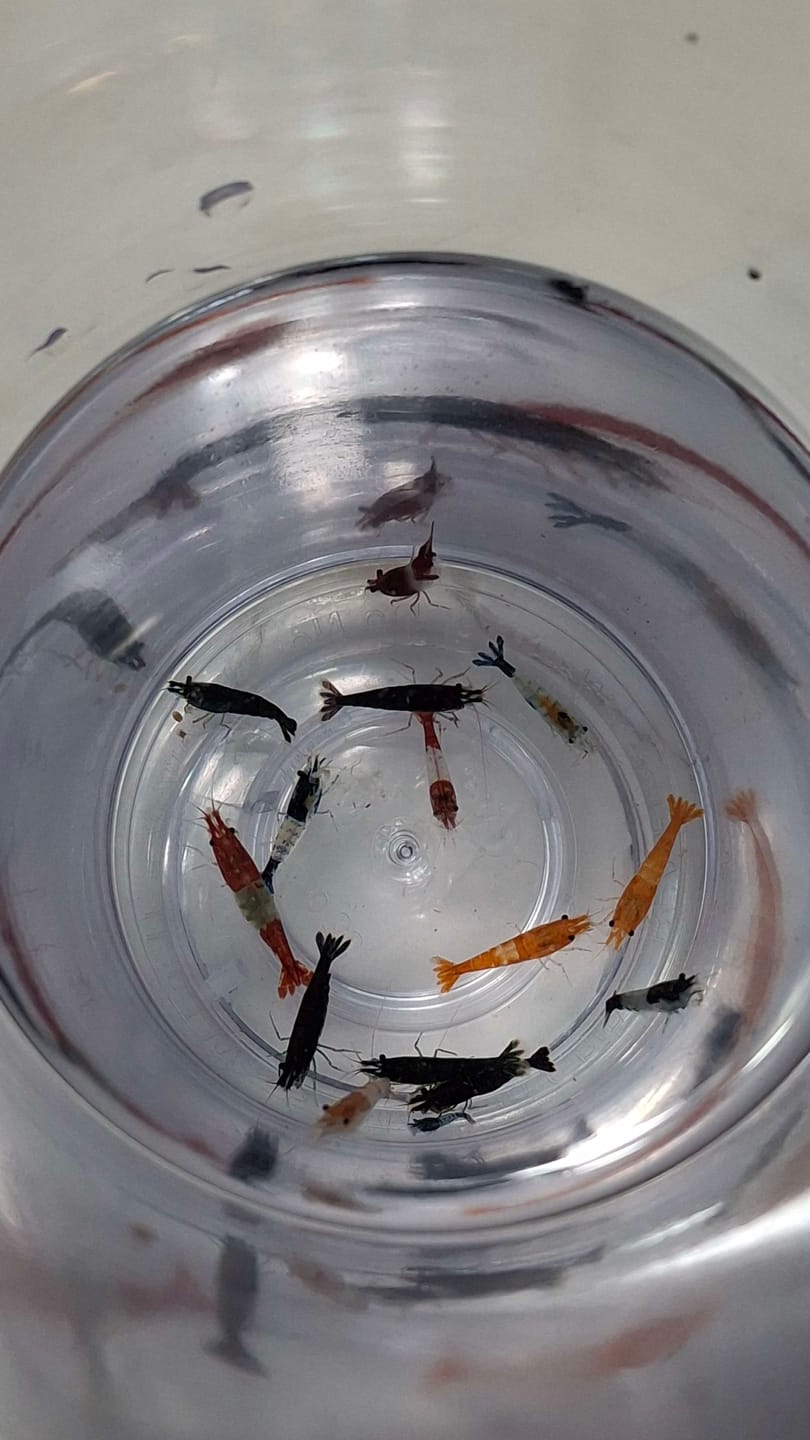 Customer photo review of Green Jade Shrimp