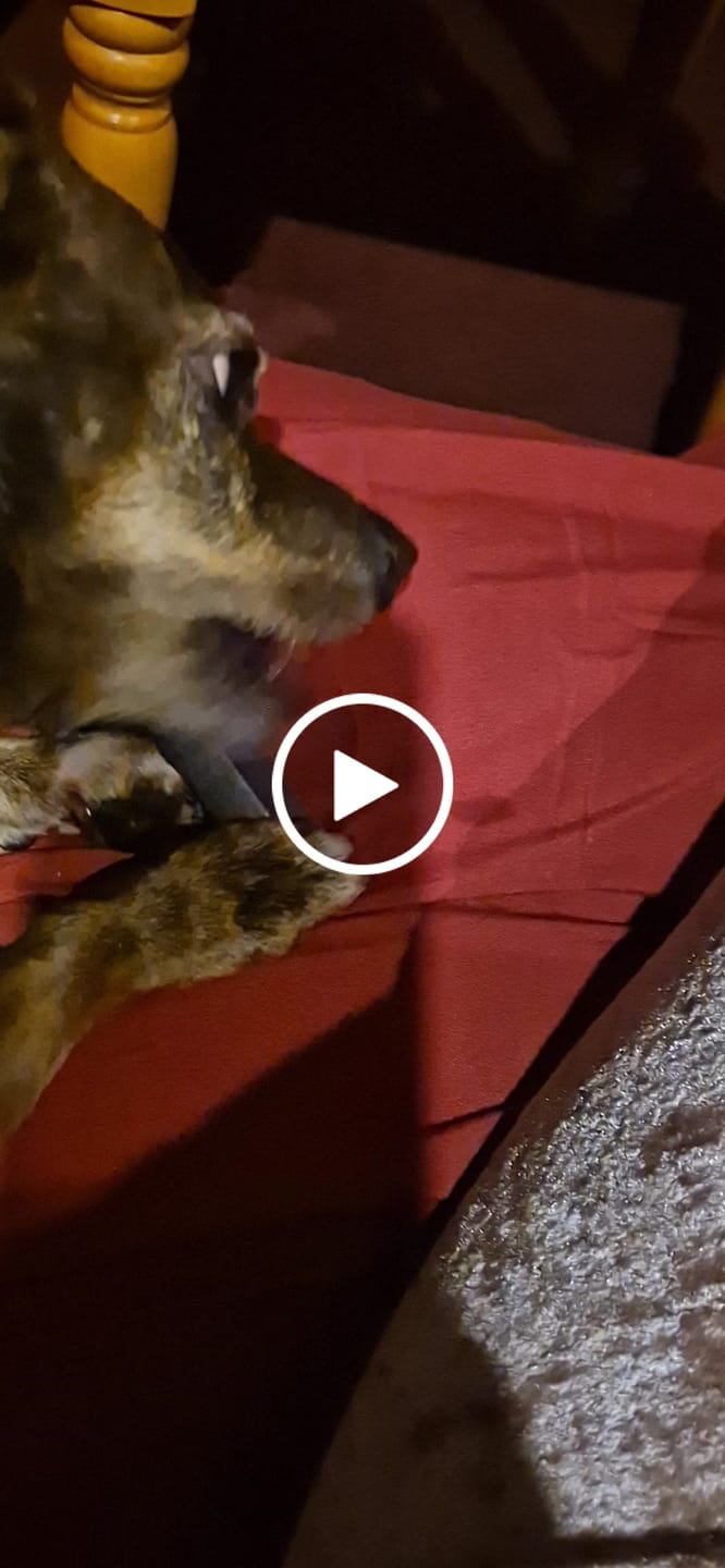 Customer video review of Coconut Yak Chews