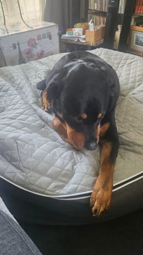 Kelly T. review of XXL Rebound Foam Mattress Dog Bed - Interior/Outdoor image 1 out of 3