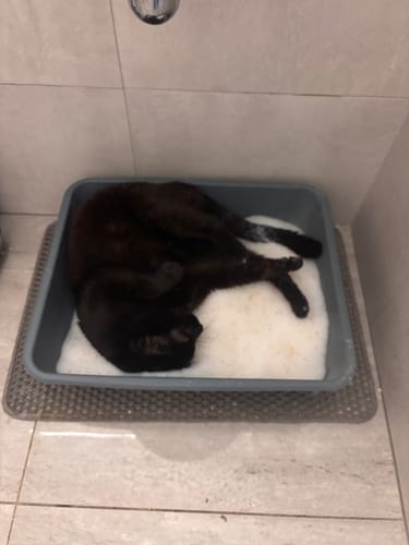 Customer photo review of Fit Litter