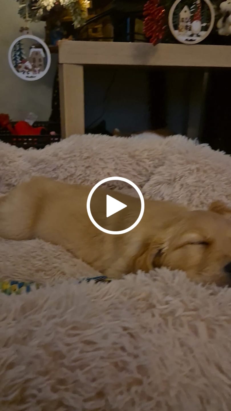 Customer video review of Pet Perfect Fluffy Autostoel Hond (2-in-1) - Hondenmand Auto - Orthopedisch