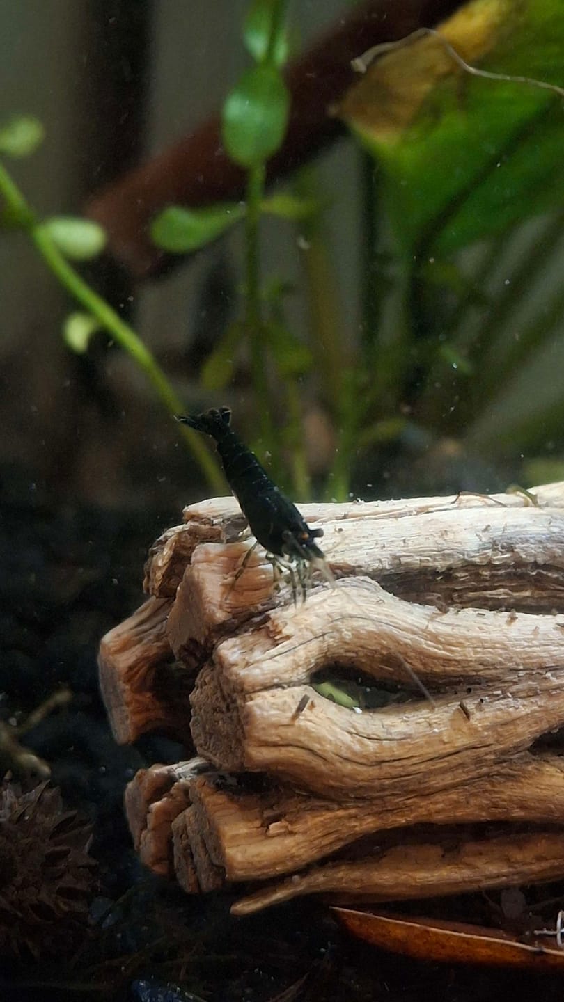 Customer photo review of Chocolate Shrimp