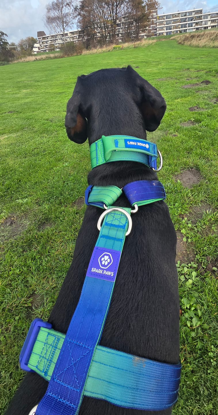 Customer photo review of Leash and Poop Bag Holder Set - Lime Wave