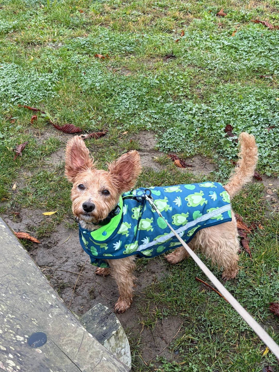 Customer photo review of Rain Jacket - Frogging Fabulous