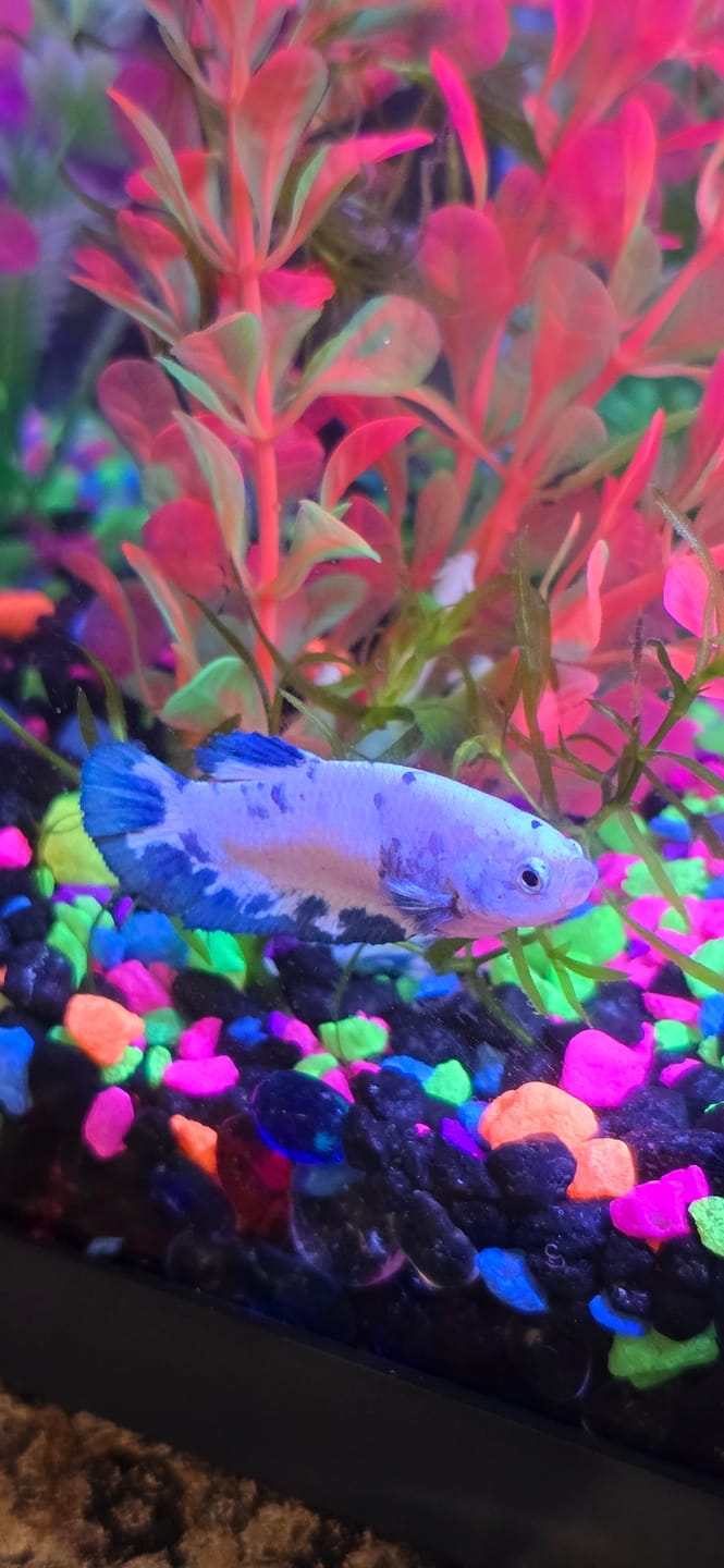 Customer photo review of Marble Dot Moo Cow Female Betta Sorority Pack