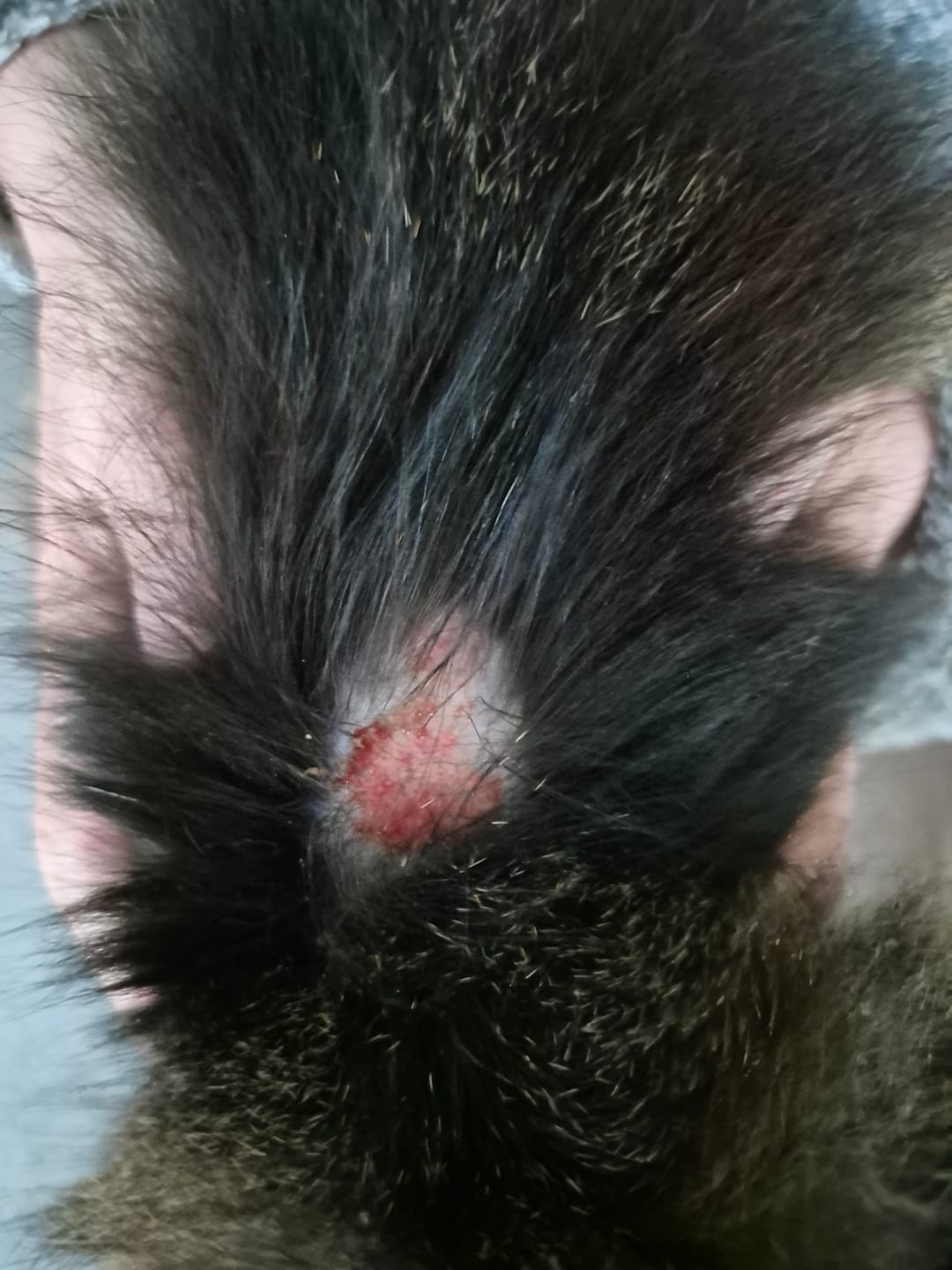 Customer photo review of Cat Gel