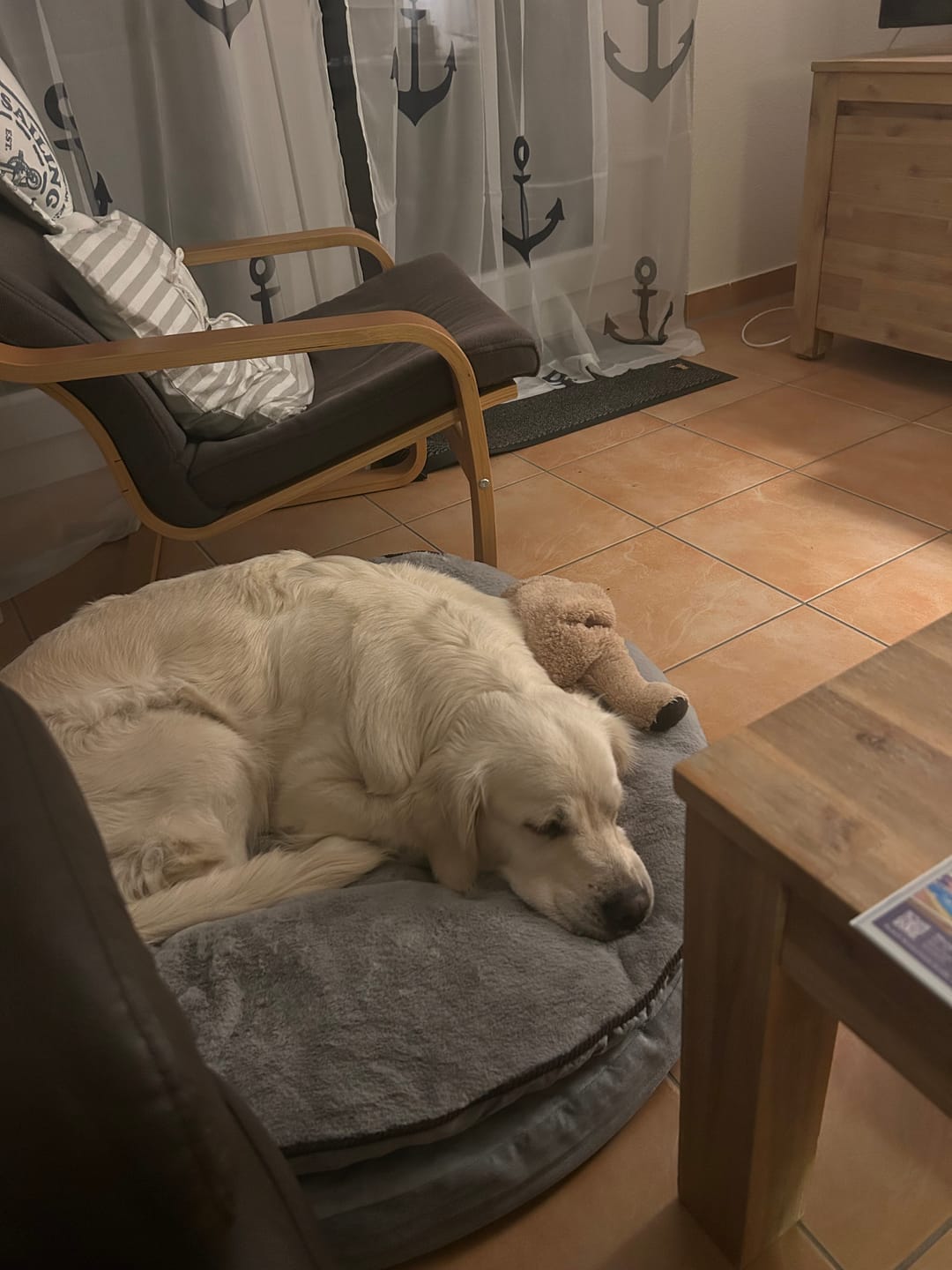 Customer photo review of Orthopädische Hundeinsel "Easy"