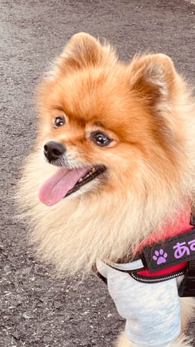 Customer photo review of FunFunPet 高機能ハーネス（お名前タグ作成サービス付き）