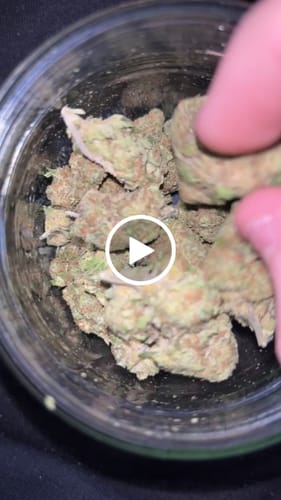 Customer video review of Gorilla Glue THCA Flower