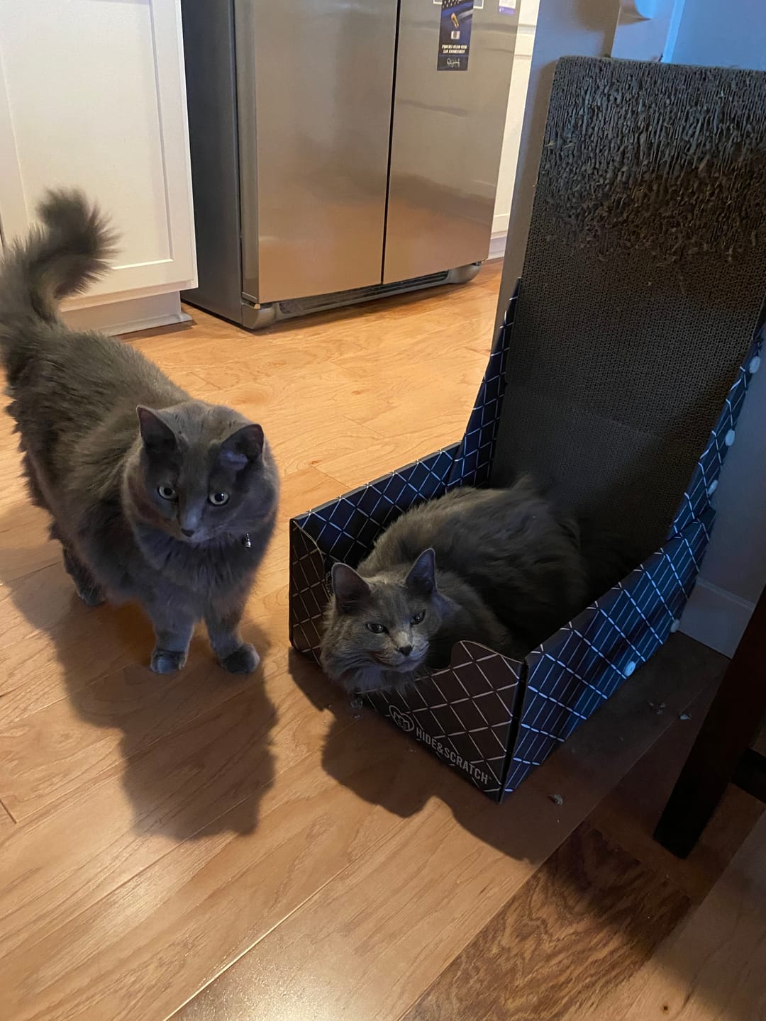 Customer photo review of 26" L Shaped Cat Scratcher Box and Cat Bed with Double-Sided Cardboard Cat Scratch Pad