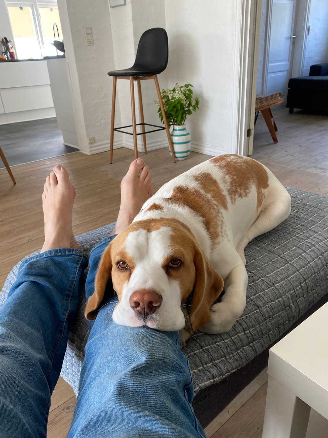 Customer photo review of Globe Buddy Blue, dansk premium fuldfoder med laks, 8 kg (2 kasser a 4 kg), spar 15 %