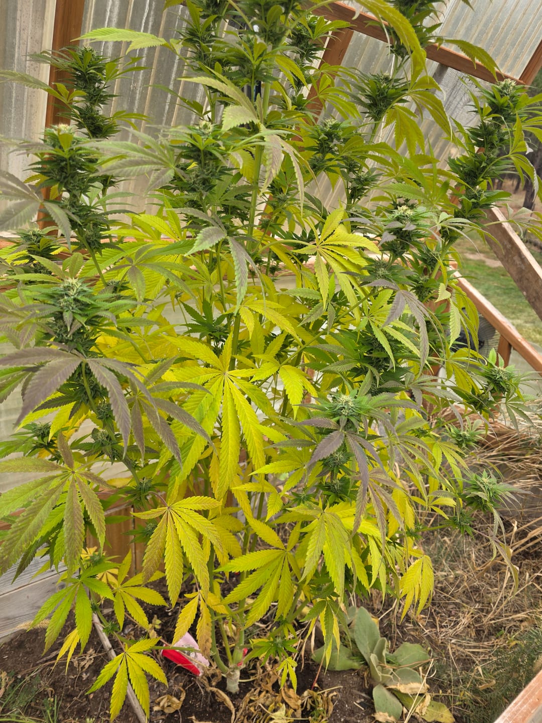 Customer photo review of Plant Care Kit
