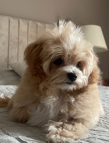 Customer photo review of Frischfutter für Energiebedarf von 213 kCal/Tag