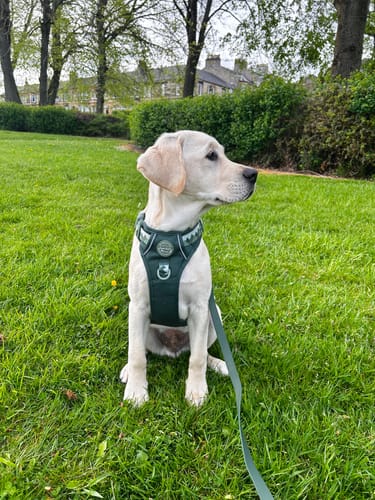Customer photo review of Tough Trails™ Harness - Walkies Ready® Forest Green
