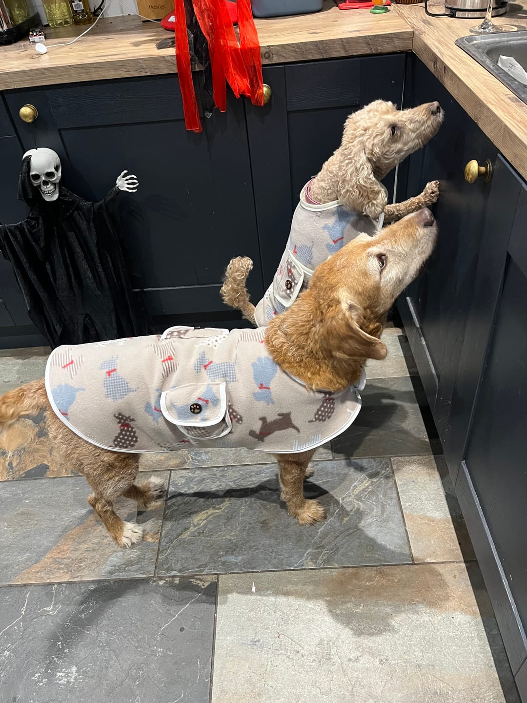Customer photo review of Scotty Dogs on Beige Anti Pill Polar Fleece Fabric