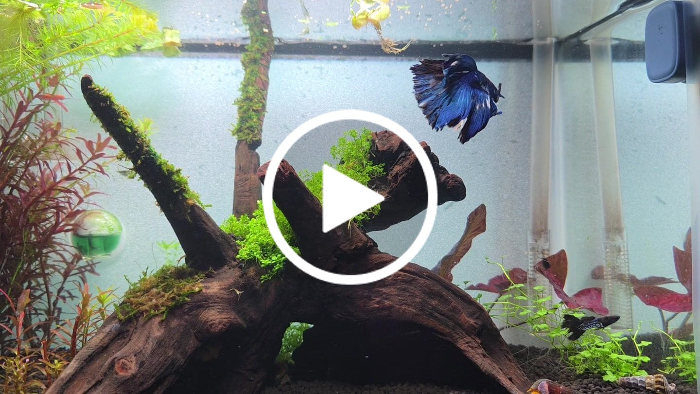 Customer video review of Blue Marble Dot Halfmoon Male Betta Fish | Grower Pick