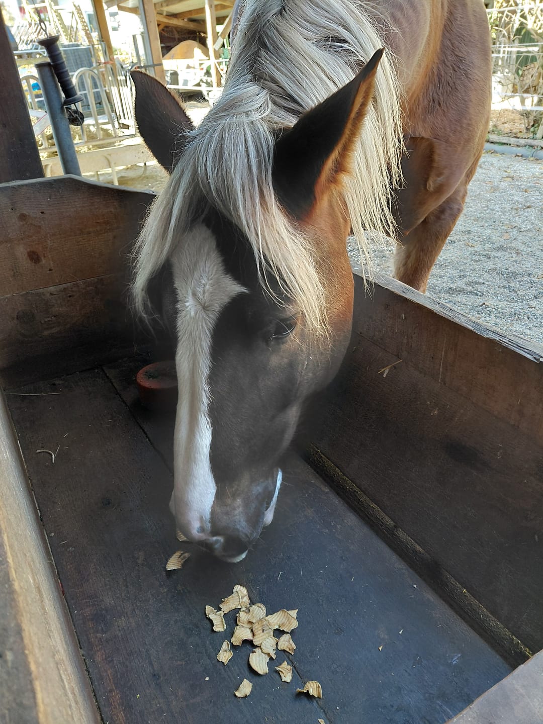 Customer photo review of Apfel Chips