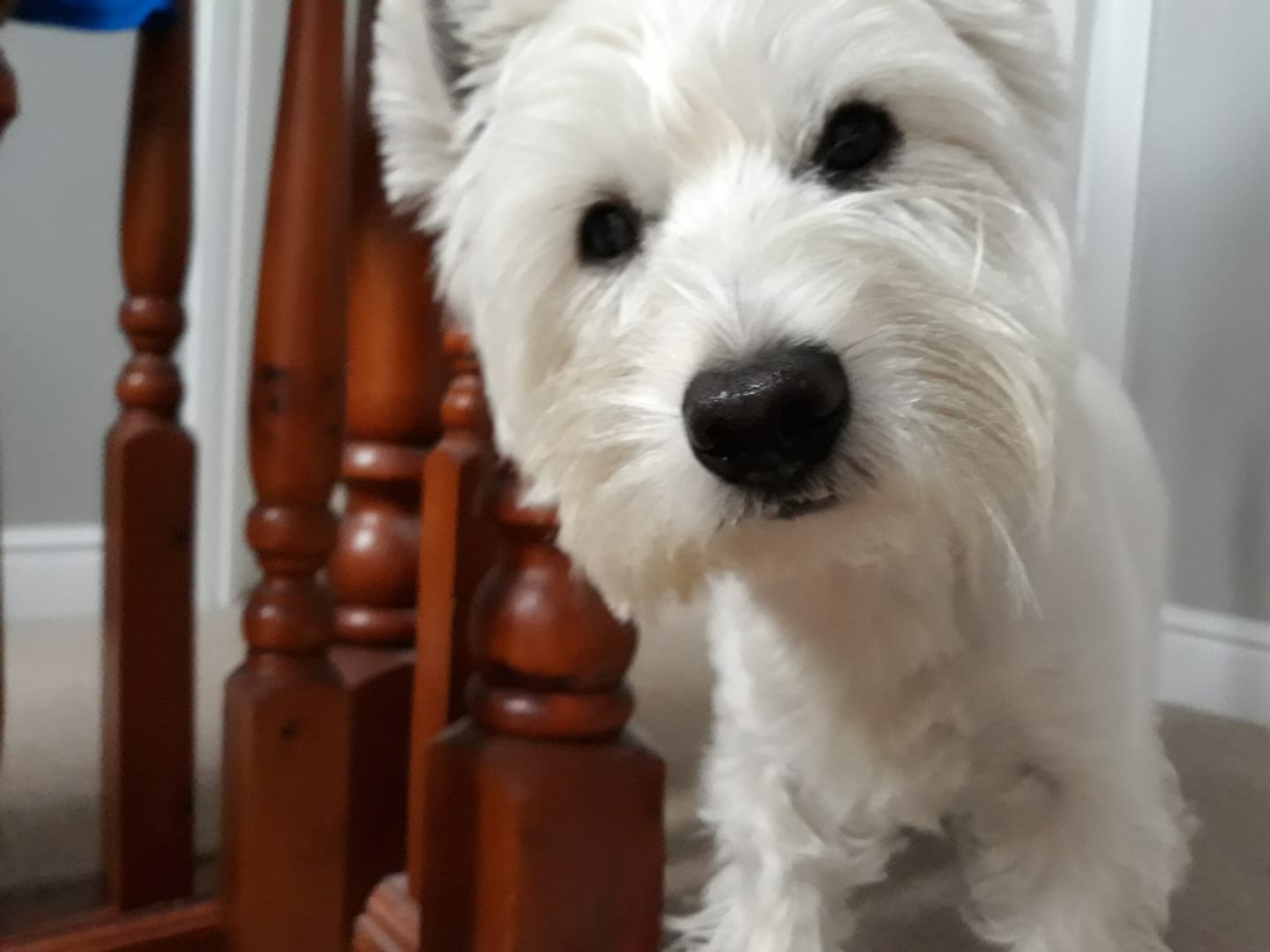 Customer photo review of Dog Gel