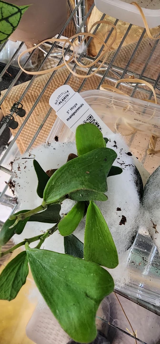 Customer photo review of Hoya manipurensis