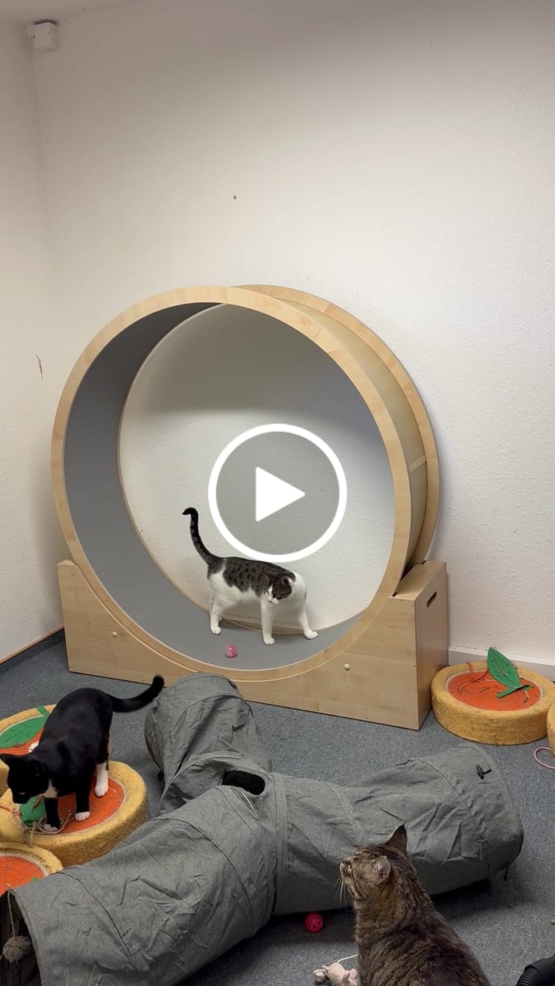 Customer video review of Elmato Katzenlaufrad - knalligen Farben - Abverkauf