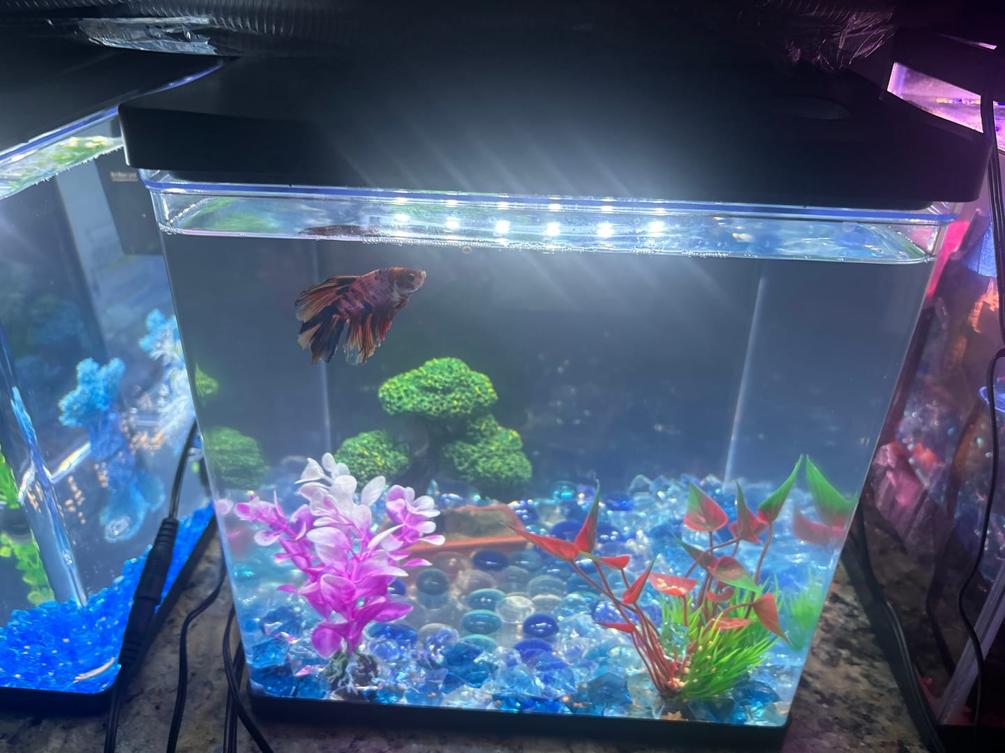 Customer photo review of Dumbo Lavender Halfmoon Male Betta Fish