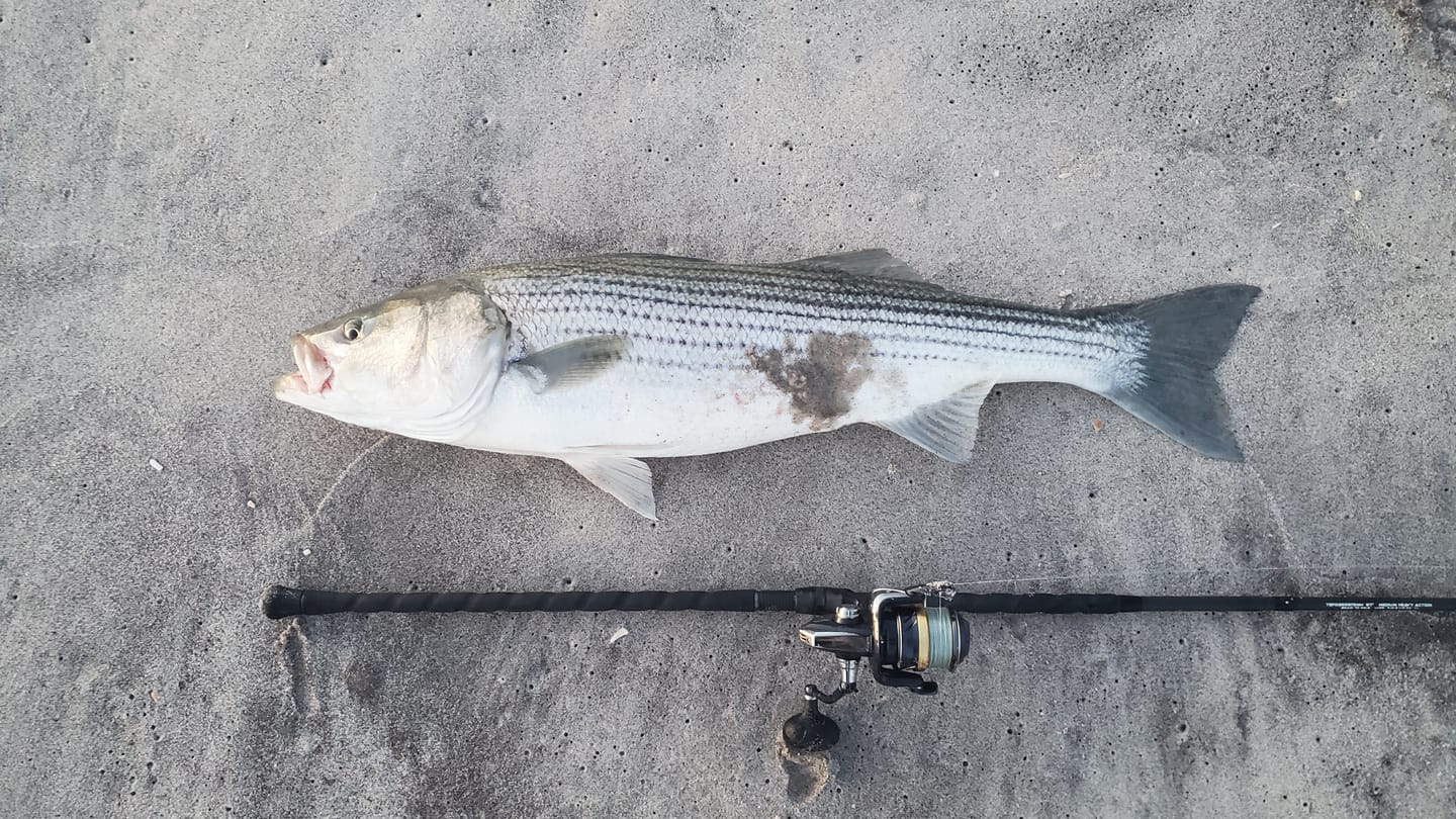 Customer photo review of Forged Surf Rod