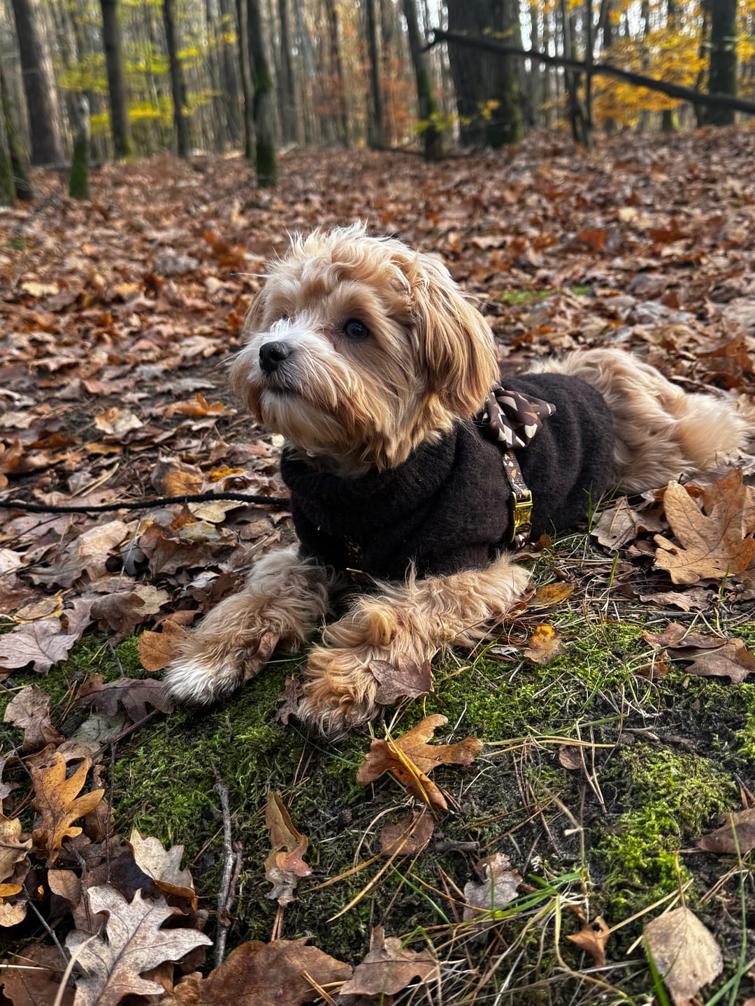Customer photo review of Szelki guard "Brownie Terrazzo" - złote okucia