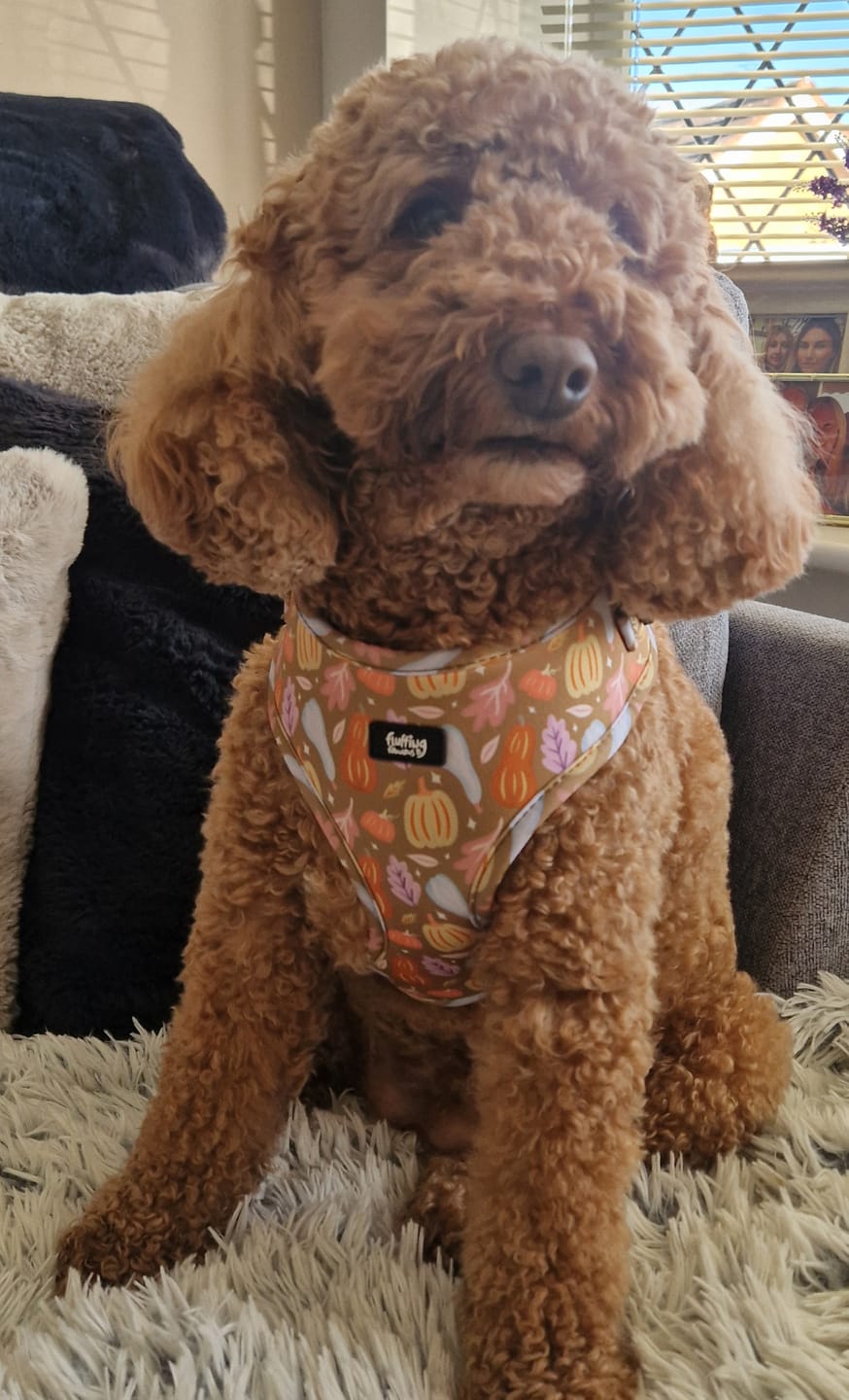 Customer photo review of Adjustable Dog Harness - Falling For You
