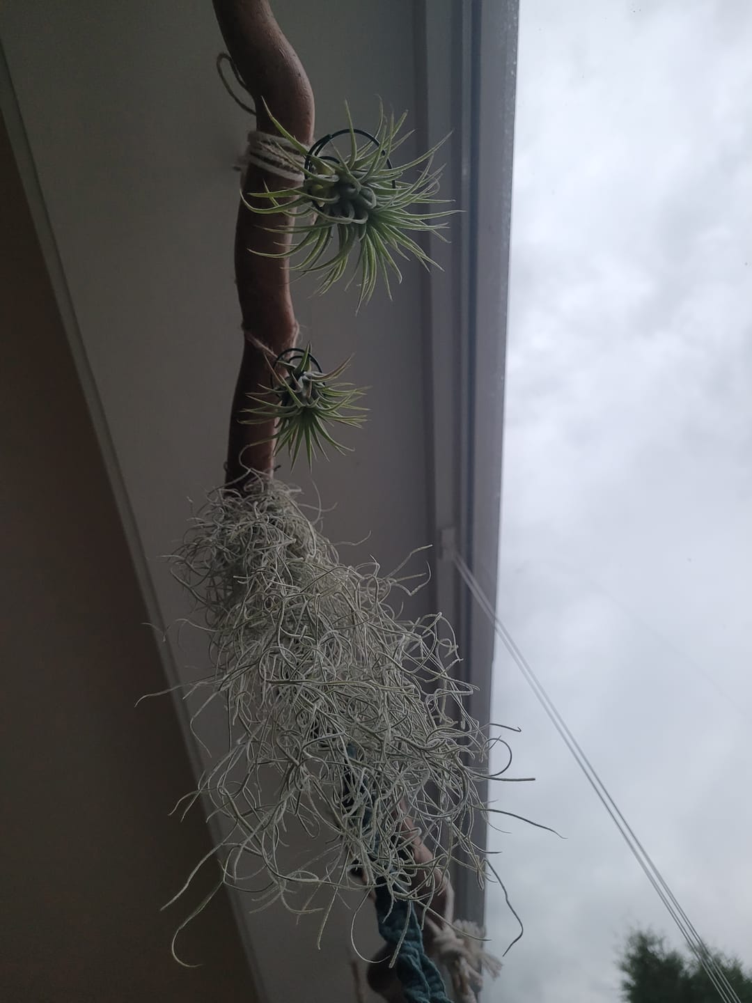 Customer photo review of Tillandsia ionantha