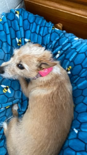 Customer photo review of FluffGuard - 12 Months Bug Free Collar