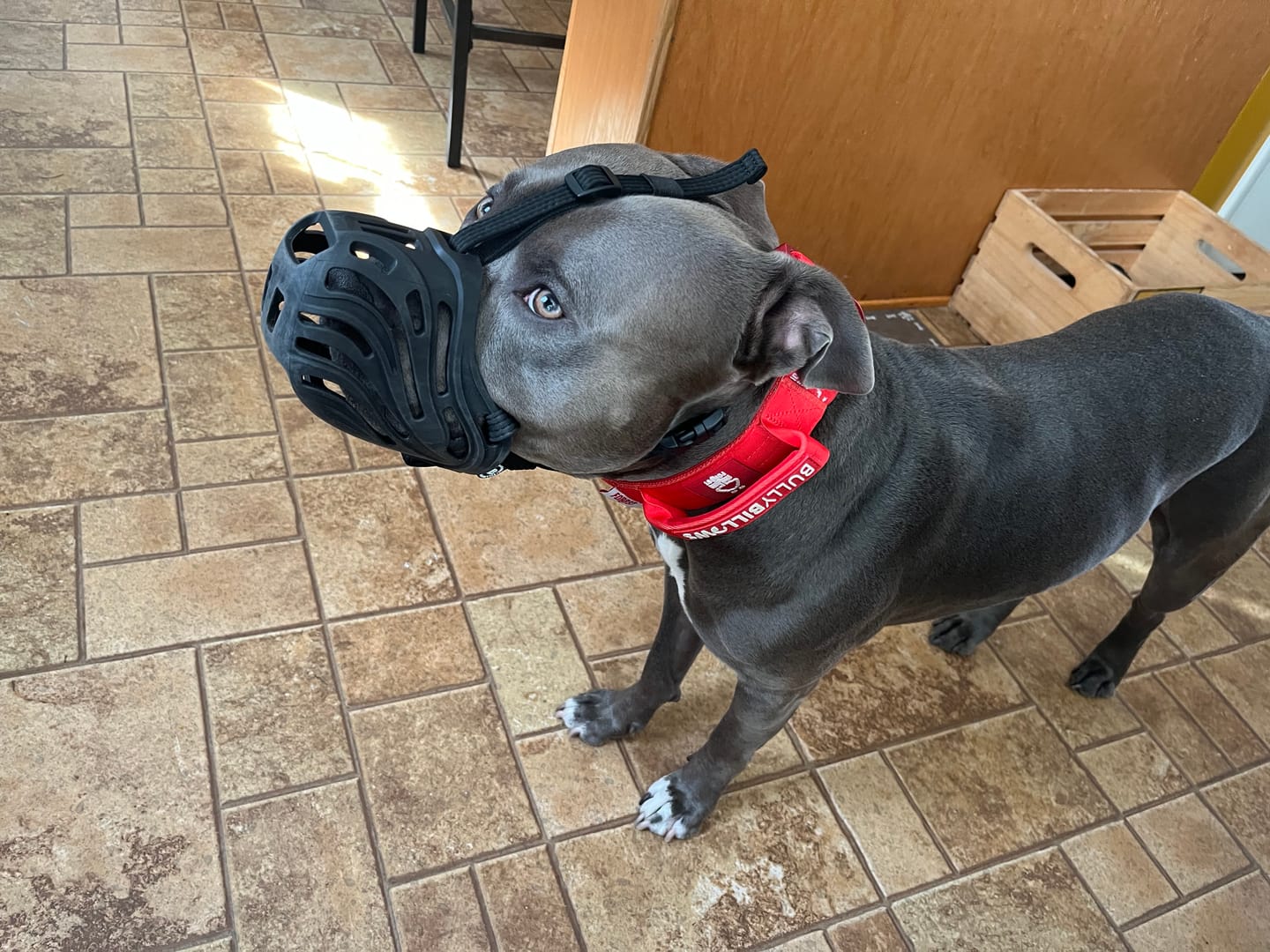 Customer photo review of Muzzle | Flexi & Legal Requirement - S-XL Breeds - Black
