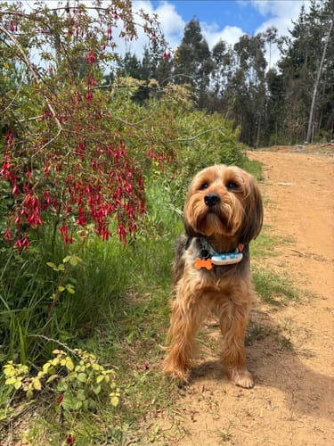 Customer photo review of Rastreador GPS Petfind