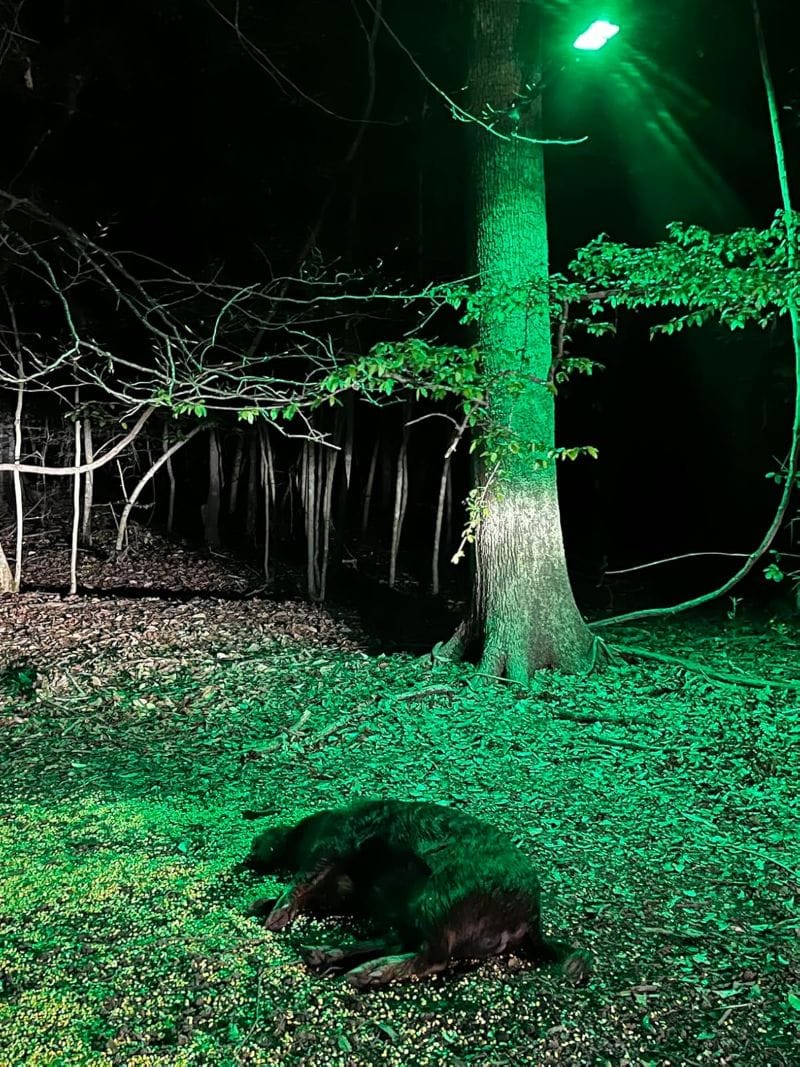 Customer photo review of Solar Green Feeder Light for Hunting -10,000 lumens (2 Pack)