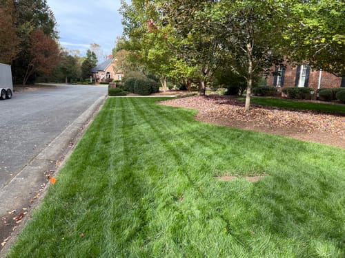 Customer photo review of GCI Turf Cool Blue Grass Seed