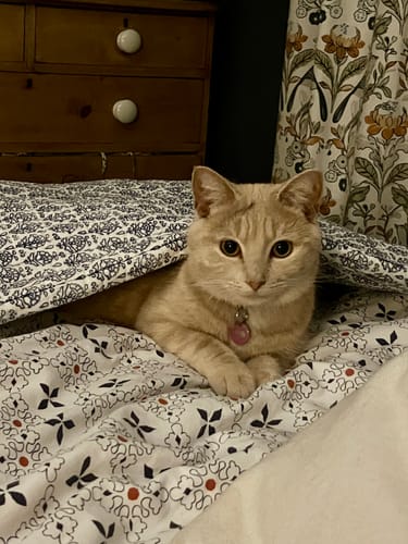 Customer photo review of 3 Month Supply - 1 Cat