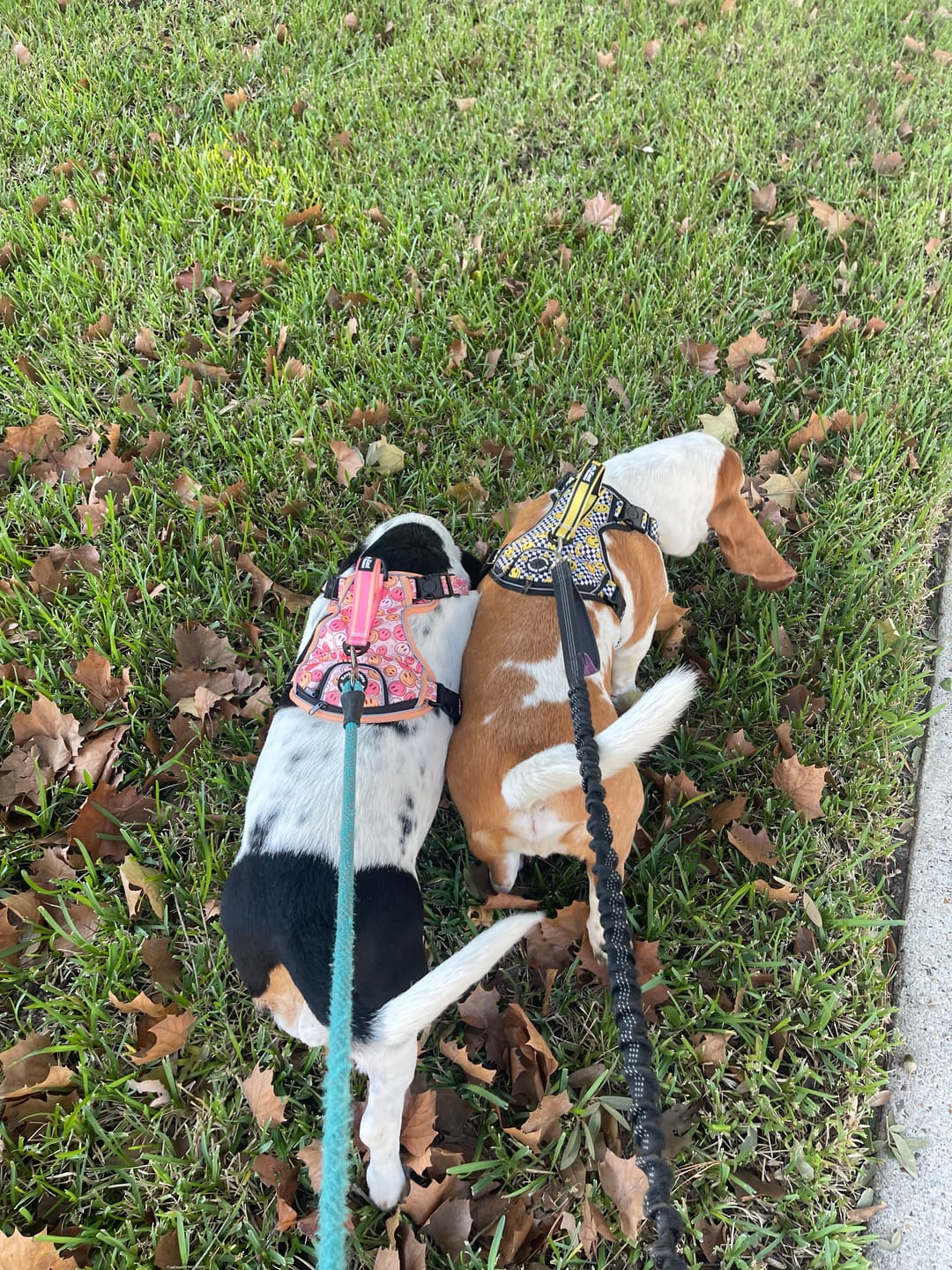 Customer photo review of All Smiles - Adventure Harness
